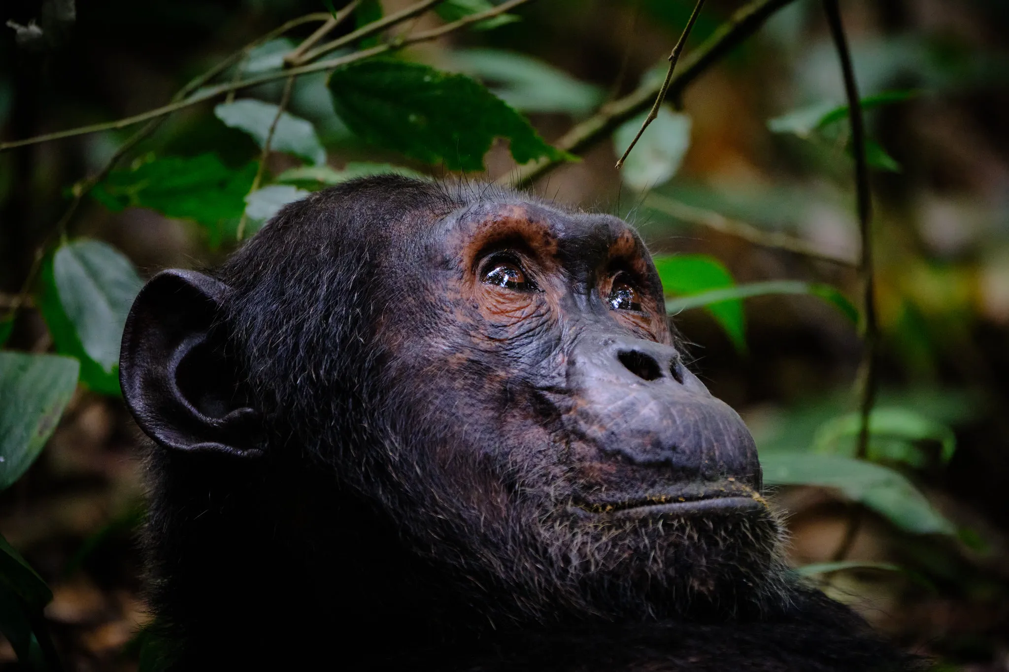 Chimpanzee Looking At The Trees by Enric Bisbe Gil