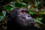 Chimpanzee Looking At The Trees by Enric Bisbe Gil