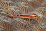 Stonycoral Ghostgoby by Francois Libert